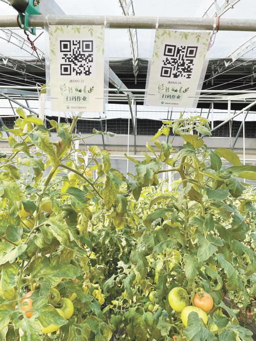 智慧大棚工人通過掃描二維碼，便可查詢當前的作業(yè)情況?！吨袊侣劇穲?魏寒冰 攝