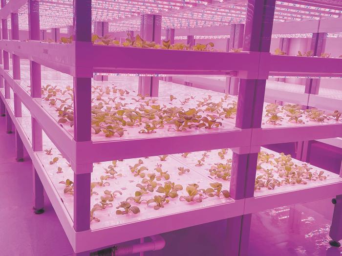 在物美植物工廠里，通過LED燈的照射，蔬菜散發(fā)勃勃生機。受訪者供圖